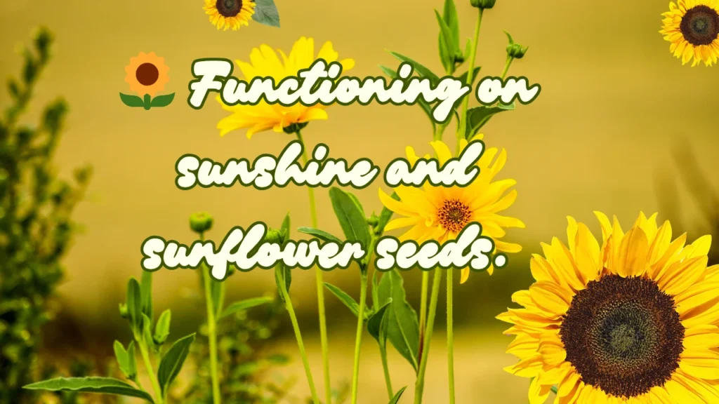 Sunflower Captions With Emojis & Hashtags