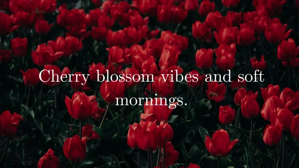 Cherry Blossom Captions by Location & Season