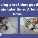 150+ Funny Captions for Instagram (Short, Savage & Laugh-Out-Loud)