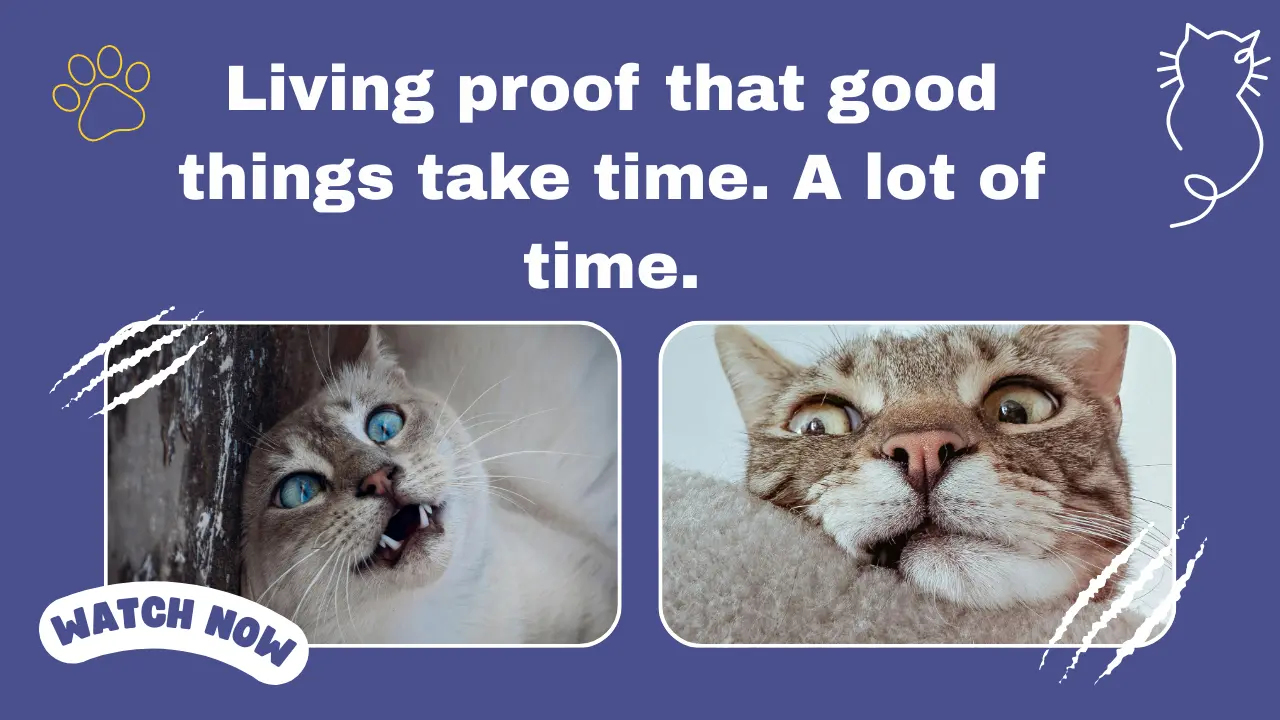 150+ Funny Captions for Instagram (Short, Savage & Laugh-Out-Loud)