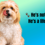 Funny Dog Captions for Instagram: 300+ Hilarious, Cute & Viral Ideas to Boost Your Likes 🐶😂