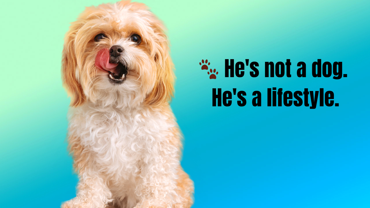 Funny Dog Captions for Instagram: 300+ Hilarious, Cute & Viral Ideas to Boost Your Likes 🐶😂