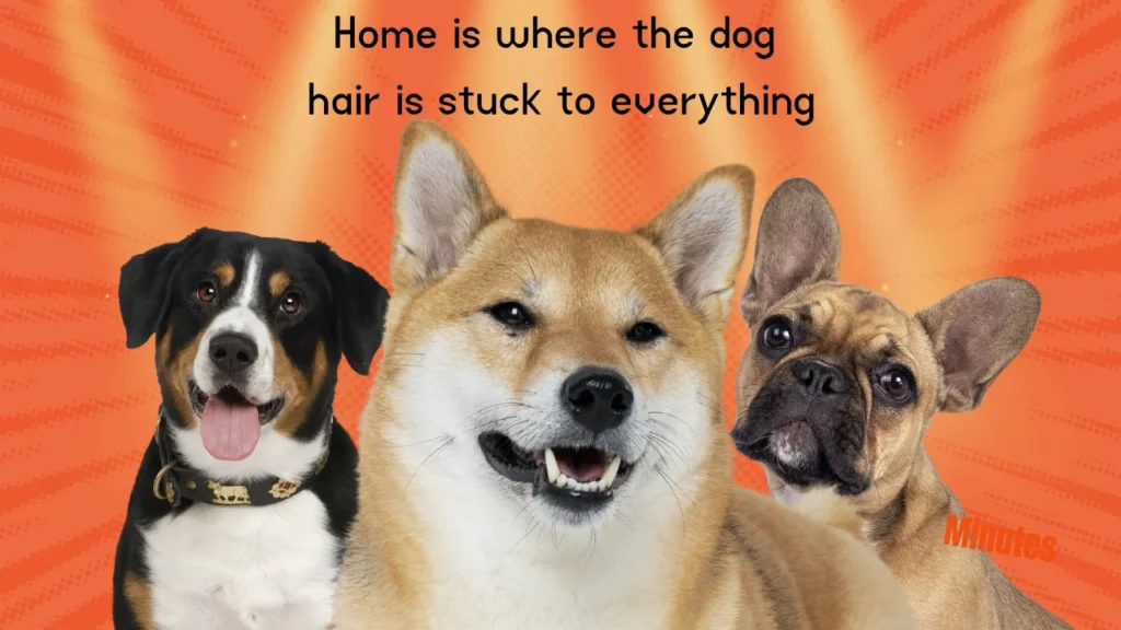 300+ Funny Dog Captions for Instagram — Every Category You'll Ever Need