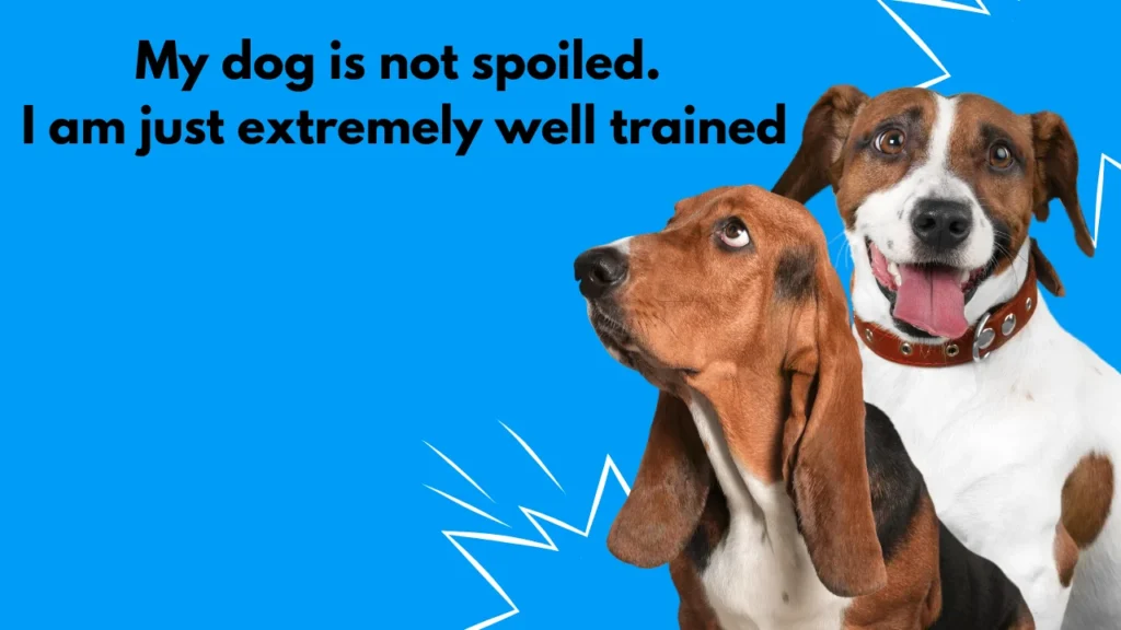 How to Write Your Own Funny Dog Captions for Instagram Like a Pro