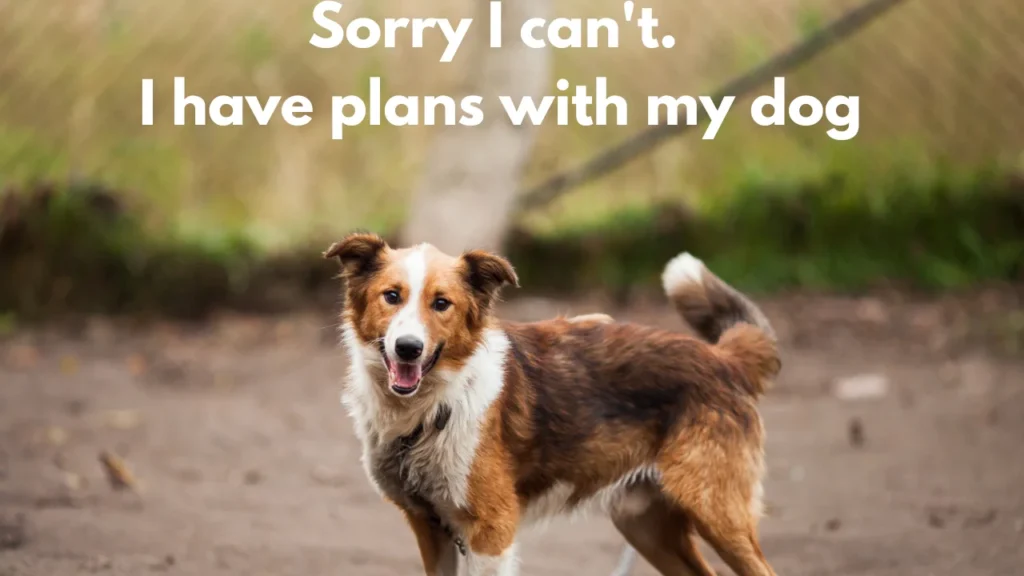 Best Instagram Hashtags to Use With Your Funny Dog Captions