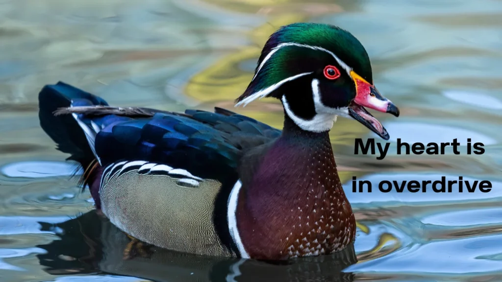 Drake Captions for Feeling Yourself